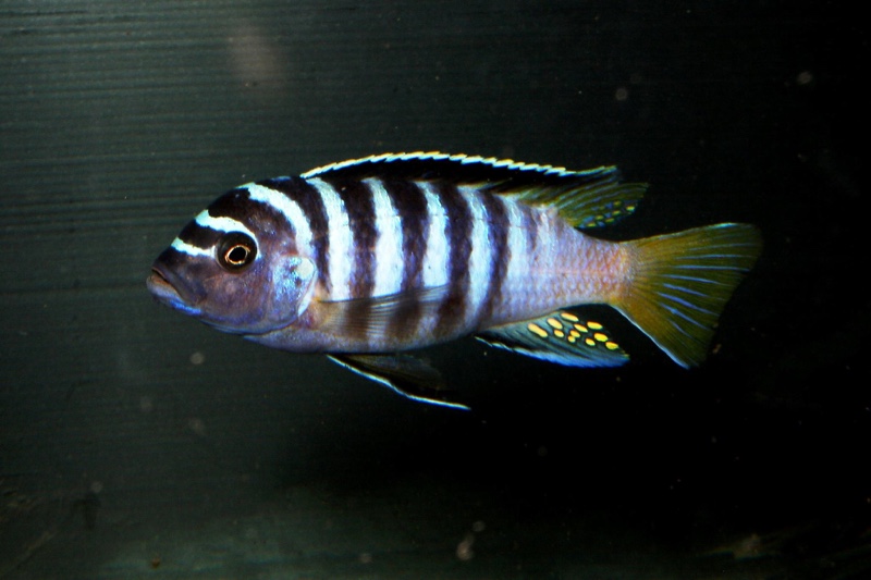 Maylandia sp. 'zebra yellow tail' Lupingu
